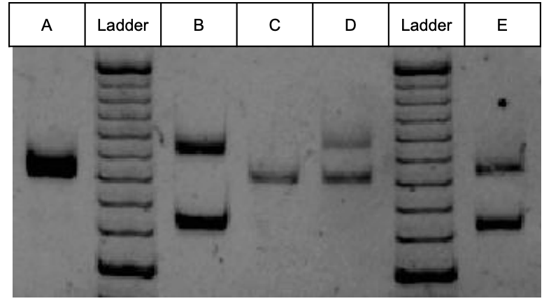 <ul><li><p>Each person will have 2 copies but the copies can be different lengths (heterozygous) or the same length (homozygous)</p></li><li><p>A and C homozygous </p></li></ul><p></p>