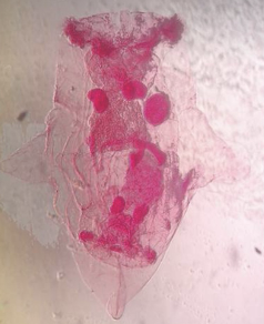 <p><strong>FILO</strong><br><strong>CLASE</strong><br><strong>SUBCLASE</strong><br><strong>FAMILIA</strong><br><strong>GÉNERO</strong><br><strong>CARACTERÍSTICAS</strong></p>