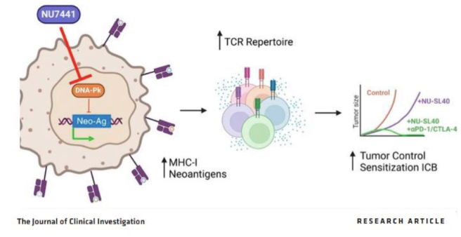 <ul><li><p>DNA-PK inhibition (NU7441) → ↑ neoantigens (via DNA damage) and ↑ MHC-I presentation</p></li><li><p>↑ TCR repertoire → stronger T cell responses</p></li><li><p>Enhances tumour sensitisation to immune checkpoint blockade (ICB)</p></li><li><p>Combination therapy: NU7441 + STING ligand + CD40 agonist (NU-SL40) → improved tumour control</p></li><li><p>Overall: increases T cell responses in immune resistant tumours</p></li></ul><p></p>