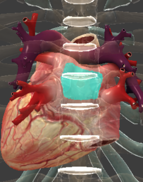 <p>posterior/left atrium</p>