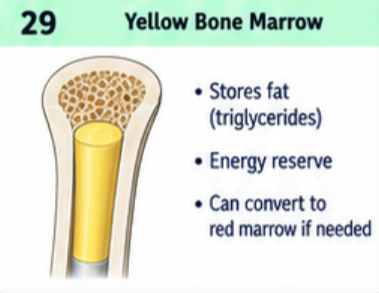 <p>It stores triglycerides in adipocytes as an energy reserve. It occupies much of the adult long bone medullary cavity and can convert toward red marrow during severe, prolonged demand for blood cell production.</p>