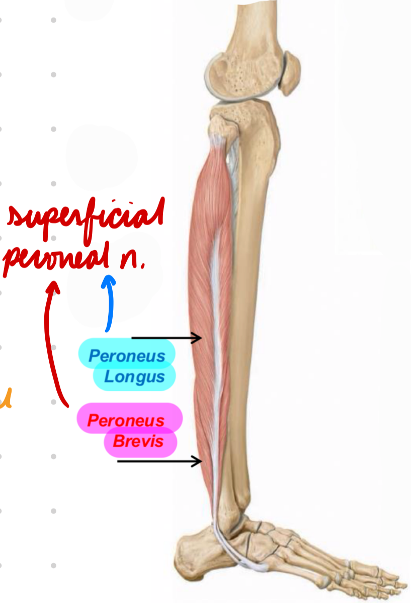 <p>Innervation: Superficial peroneul n.</p><p>Action:</p><ul><li><p>Ankle plantarflexion</p></li><li><p>Foot eversion</p></li></ul><p></p>