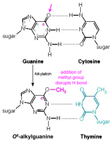 <ul><li><p>alkyalting agents add a <strong>methyl/ethyl</strong> group, usually to purines</p></li><li><p>alkylating agents: S-adenosylmethionine, dimethylsuflate, dimethylnitrosamine </p></li><li><p>normal cellular metabolism can produce reactive oxygen speices (superxoide ion O2-, hydroxide radical, OH) which can also cause DNA alkylation </p></li><li><p><strong>O6-alkylguanine </strong>is highly mutagenic bc it base pairs with T instead of C (GC→AT mutation after replication) </p></li></ul><p></p>