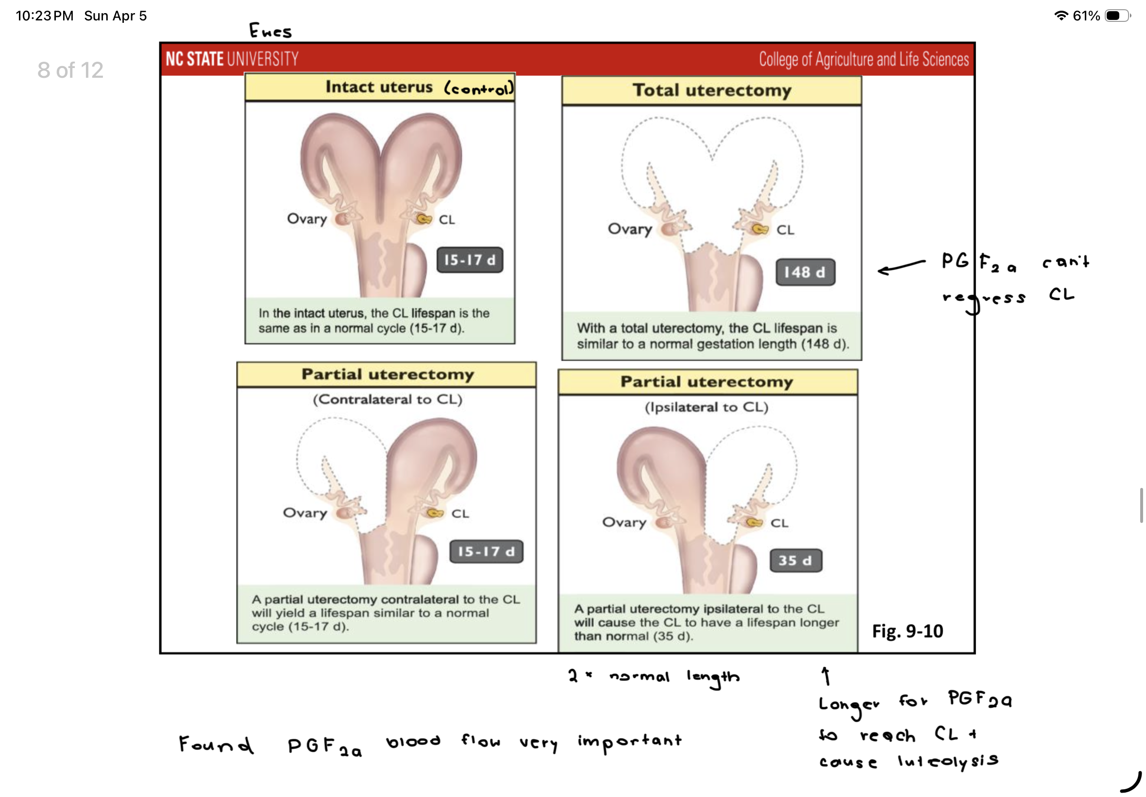 <p>Found that PGF2a blood flow is important in regressing CL</p>