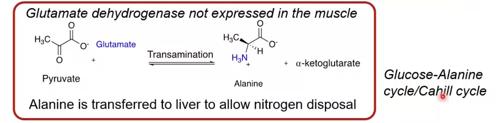 <p>Alanine transports amino nitrogen from muscle to liver.</p>
