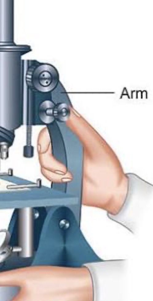 <p><span>Used to support the microscope when carried</span></p>