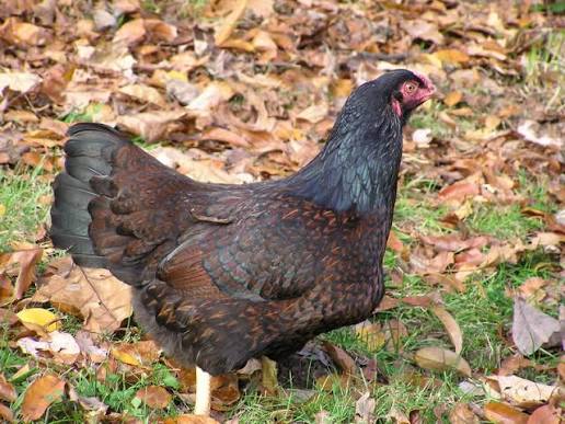 <p>identify</p>