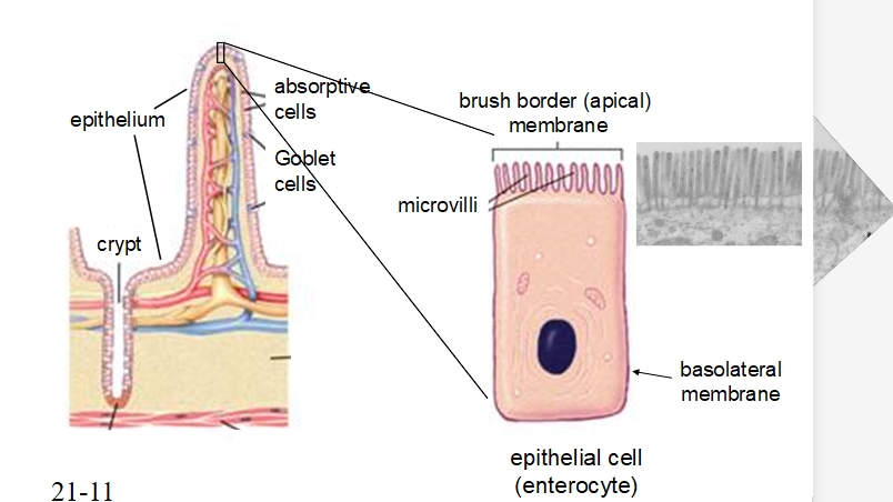 knowt flashcard image