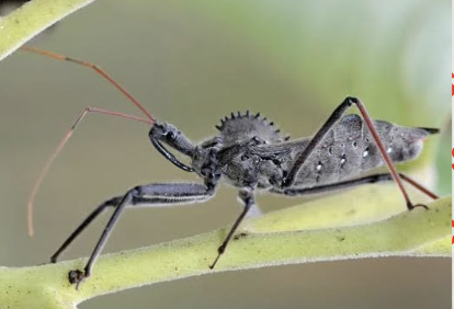 <p>Hemiptera</p>