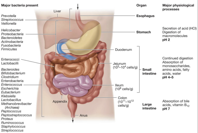 <ul><li><p>Microbial communities occupy ecological niches along the GI tract and within a single region (lumen vs. mucus layers)</p></li><li><p>The proximal gut (small intestine) has low microbial densities and more oxygen exposure → favours microaerophilic bacteria</p></li><li><p>The distal gut (colon) has high microbial densities and anaerobic conditions → favours obligate anaerobes</p></li></ul><p></p>