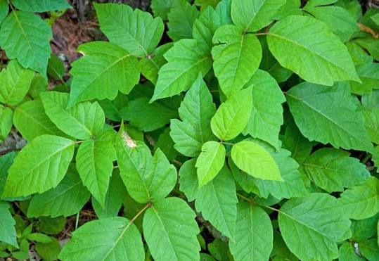 <p>A massive, thick “Harry “Woody vine, climbing, straight up tree trunks or threading against ground cover. Three distinct leaflets.</p>