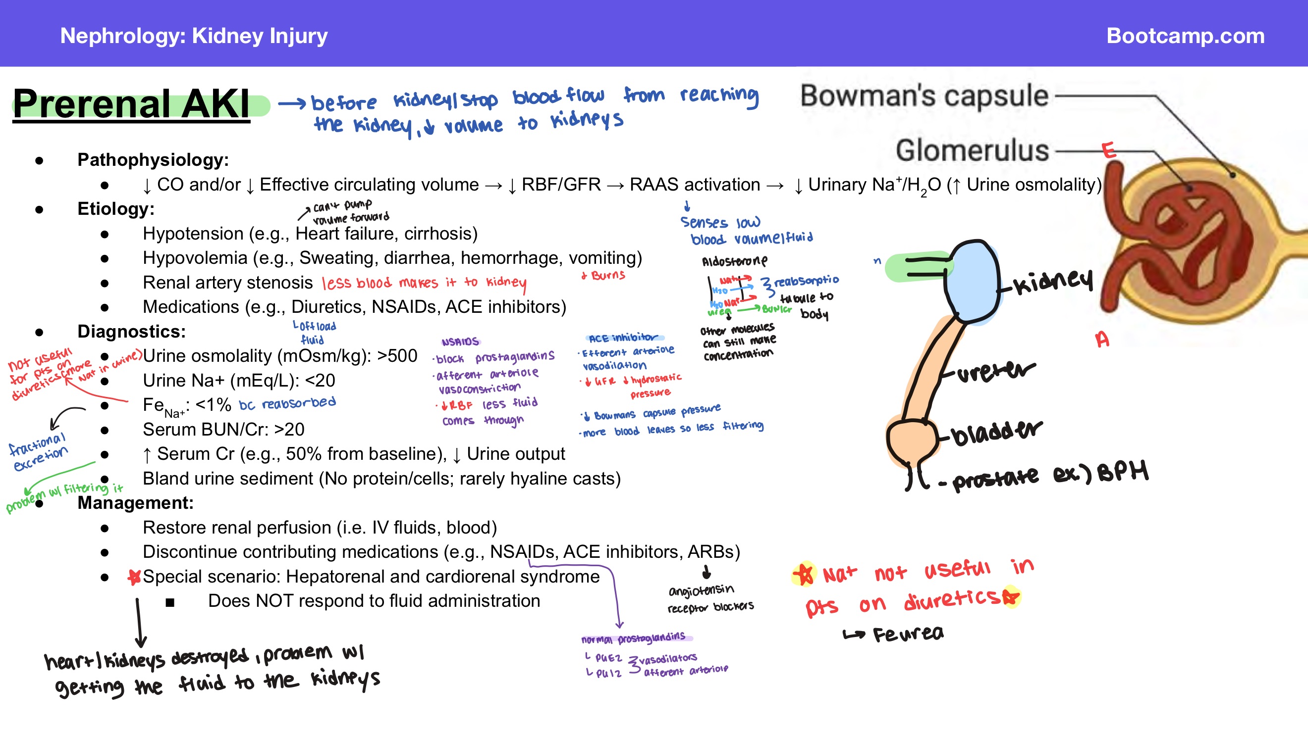 <p>Answer: Restore renal perfusion.</p>
<p>Extra Information:</p>
<ul>
<li>The slide gives intravenous fluids and blood as examples.</li>
</ul>