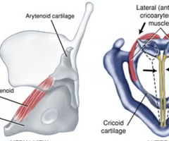 <p><span>INTRINSIC ADDUCTOR</span><br><br><span>origin: anterolateral surface of cricoid arch</span><br><br><span>insertion: muscular process, anterior surface of arytenoid</span><br><br><span>innervation: CN X, RLN (recurrent laryngeal nerve)</span><br><br><span>function: moves muscular process anteriorly; for adduction, it participates in rotating arytenoid bringing vocal process toward midline; increases medial compression</span></p>