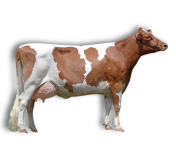 <ul><li><p>Dairy</p></li><li><p>20-25 liters</p></li><li><p>0.038-0.04 kg/L</p></li><li><p>channel island</p></li><li><p>Golden-red and white coat, rich milk with high beta carotene</p></li></ul><p></p>