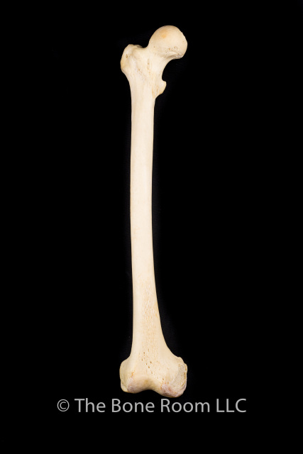 <p>What bone is this?</p>