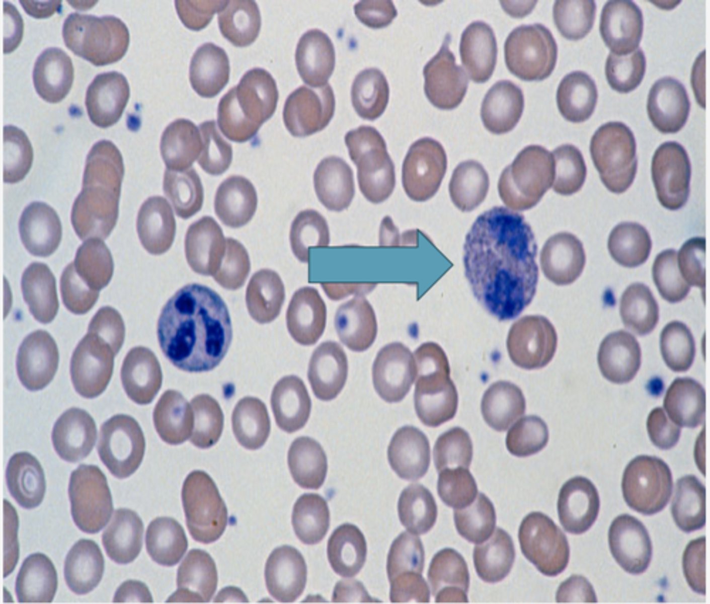 <p>Identify the blood formed elements</p>