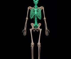 <p>the part of the skeleton that includes the skull and spinal column and sternum and ribs</p>