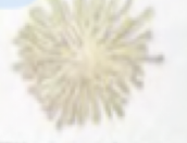 <p>Colony shape </p>