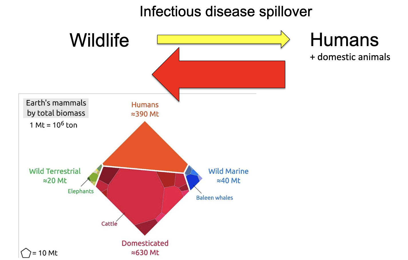 <p>more common than transmission into humans </p>