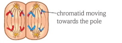 <ul><li><p>centromeres divide</p></li><li><p>chromatids pulled apart</p></li><li><p>chromatids are randomly arranged</p></li></ul><p></p>