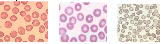 <p>Name the function (erythrocyte)</p>