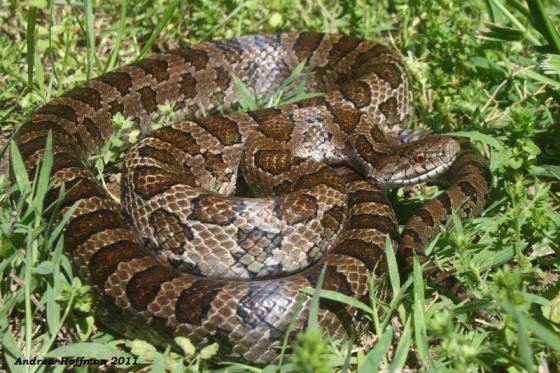 <p>Colubridae. Found statewide</p>
