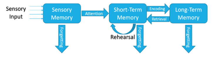 <p>atkinson-shiffrin model (Modal model) Stages? Stores? Processes?</p>