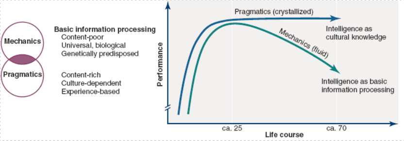 <p>more apparent in middle adulthood, mechanic decline in late adulthood</p>