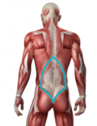 <p>Muscle?</p>