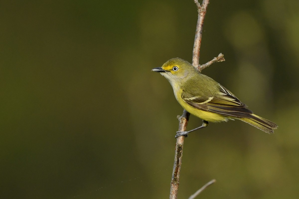 <p>Common name<br>Family</p>