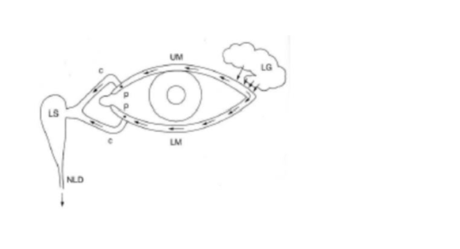 <p>lacrimal drainage system pathway</p>