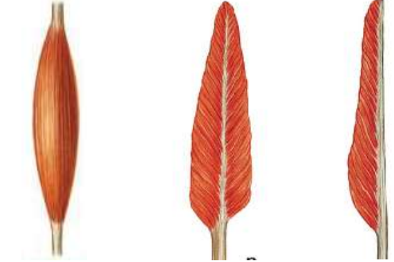 <p>Acintats (la direcció de les fibres coincideix amb la del tendó), penniforme (la direcció de les fibres és obliqua respecta la del tendó (pluma)) i semipenniforme (nomès 1 cantó del penniforme)</p>