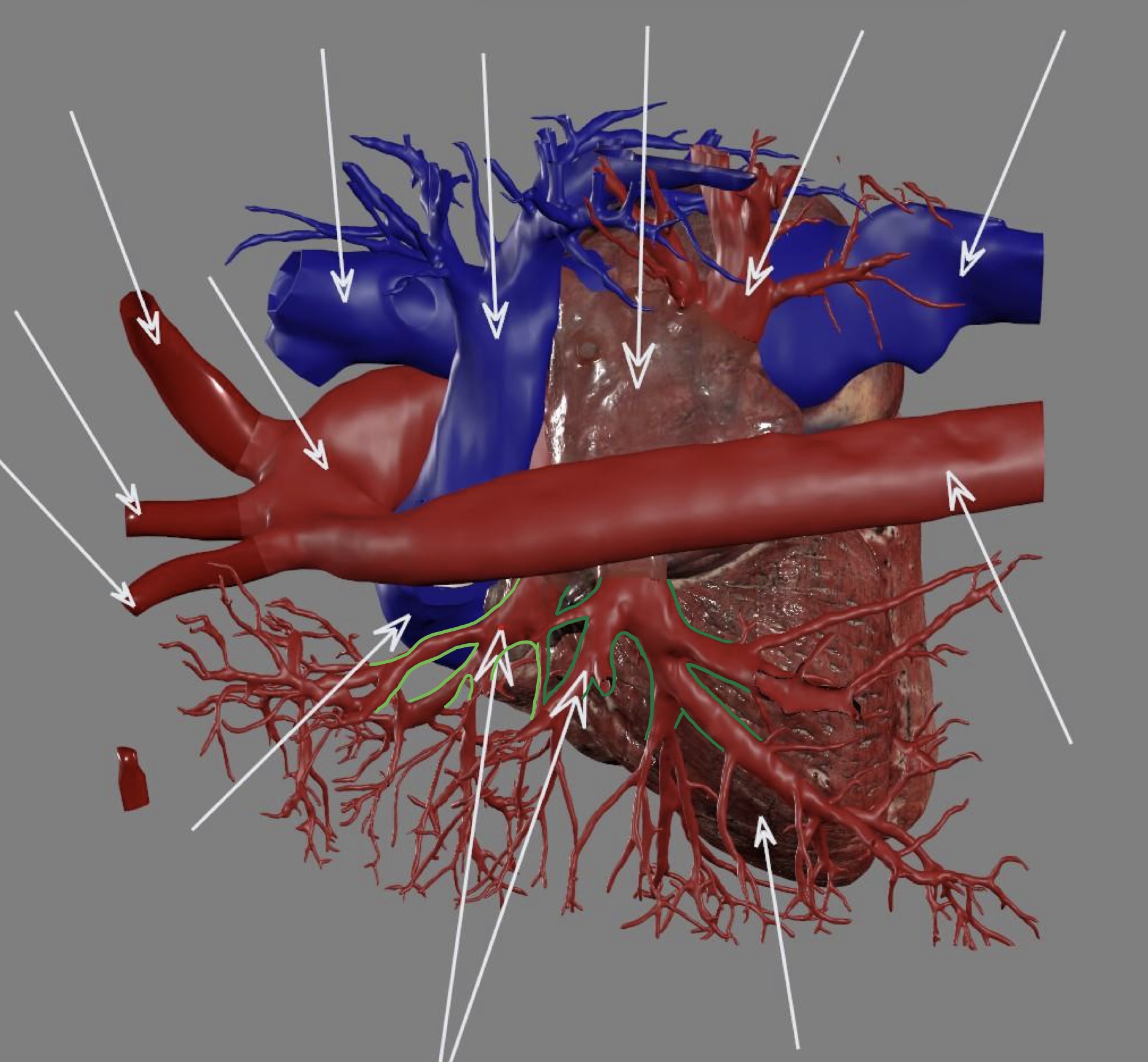 <p><strong><u>left atrium</u> inflow</strong></p>