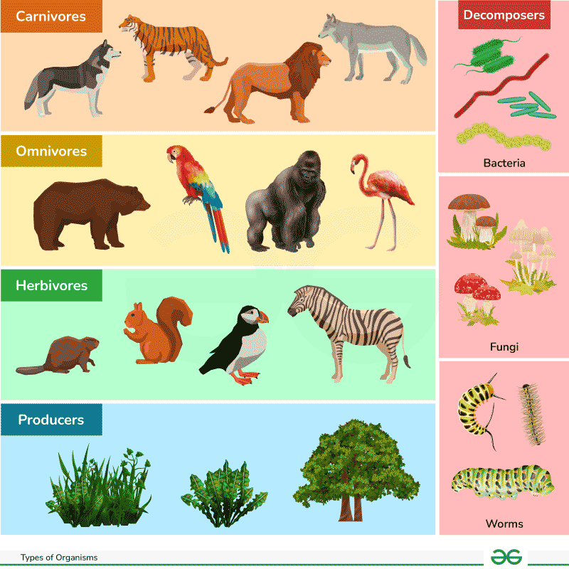 <p>Organisms</p>