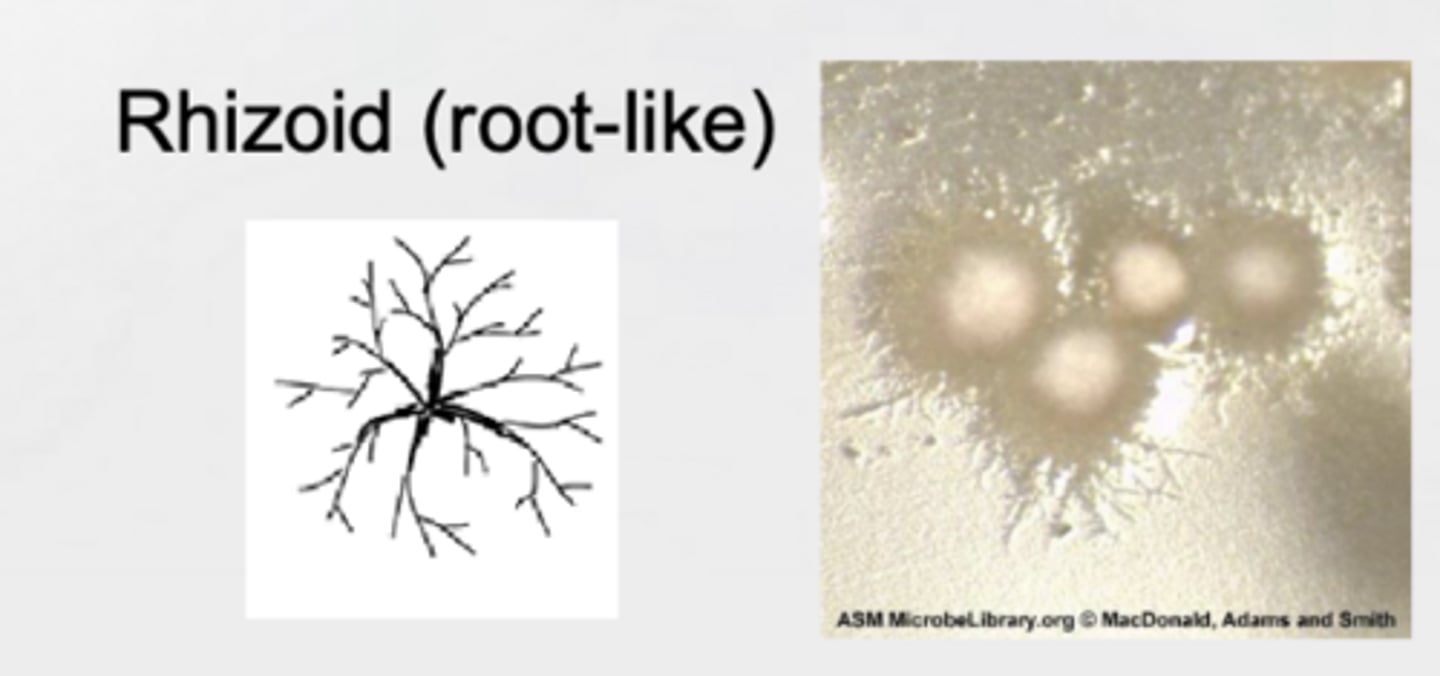 <p>A rootlike colony with spreading growth.</p>