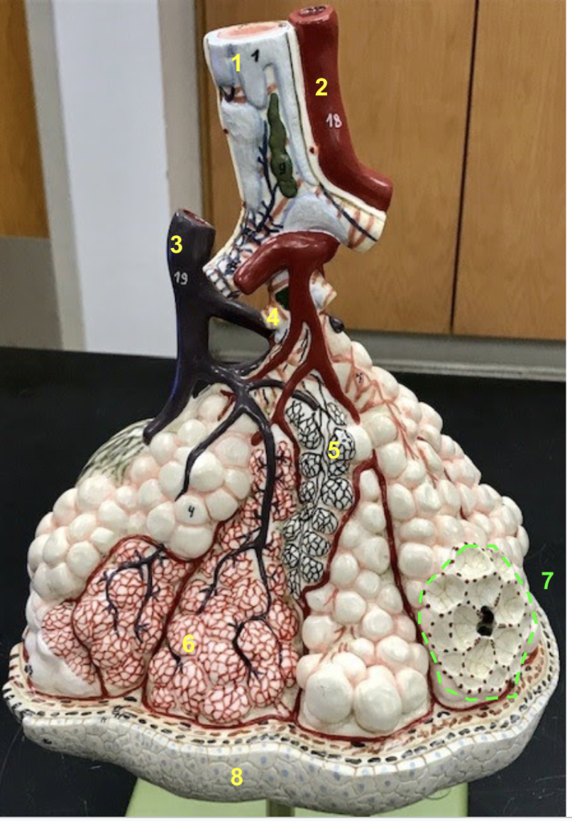 <p>Remember in the lungs, the colors are switched for arteries and veins.</p><ol><li><p>Small bronchus</p></li><li><p>Pulmonary vein</p></li><li><p>Pulmonary artery branch</p></li><li><p>Terminal bronchiole (the last airway structure w/o alveoli)</p></li><li><p>Alveoli (notice how it is encased by elastic fibers in an alveolar duct)</p></li><li><p>Pulmonary capillaries (notice how they sit on top of the alveoli)</p></li><li><p>Alveolar sac (cluster of alveoli).</p></li><li><p>Visceral pleura</p></li></ol><p>- Alveoli is the site of diffusion. Gas exchange occurs between alveolar air and pulmonary capillary blood.</p><p></p>