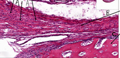 <p>What is indicated by the arrow labeled 'C' in this slide of canine claw?</p>