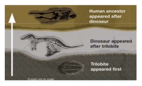<ul><li><p>Relative dating compares the age of one thing with that of something else i.e. item A is older than item B. </p></li><li><p>When you use relative dating, you are not trying to determine the exact age of an object.</p></li><li><p>Paleontologists use relative dating to determine the sequence of fossils in the order that each species existed.</p></li><li><p>Involves using the principles/techniques of:</p><ul><li><p>Stratigraphy</p></li><li><p>Index fossil</p></li><li><p>Fluoride dating</p></li></ul></li></ul><p></p>