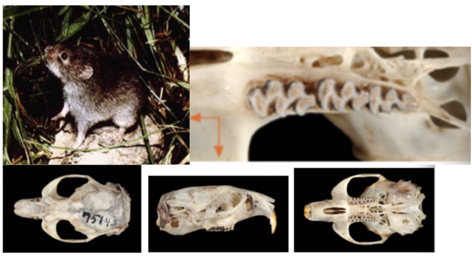 <p>What suborder, family, subfamily, genus, and species?</p>