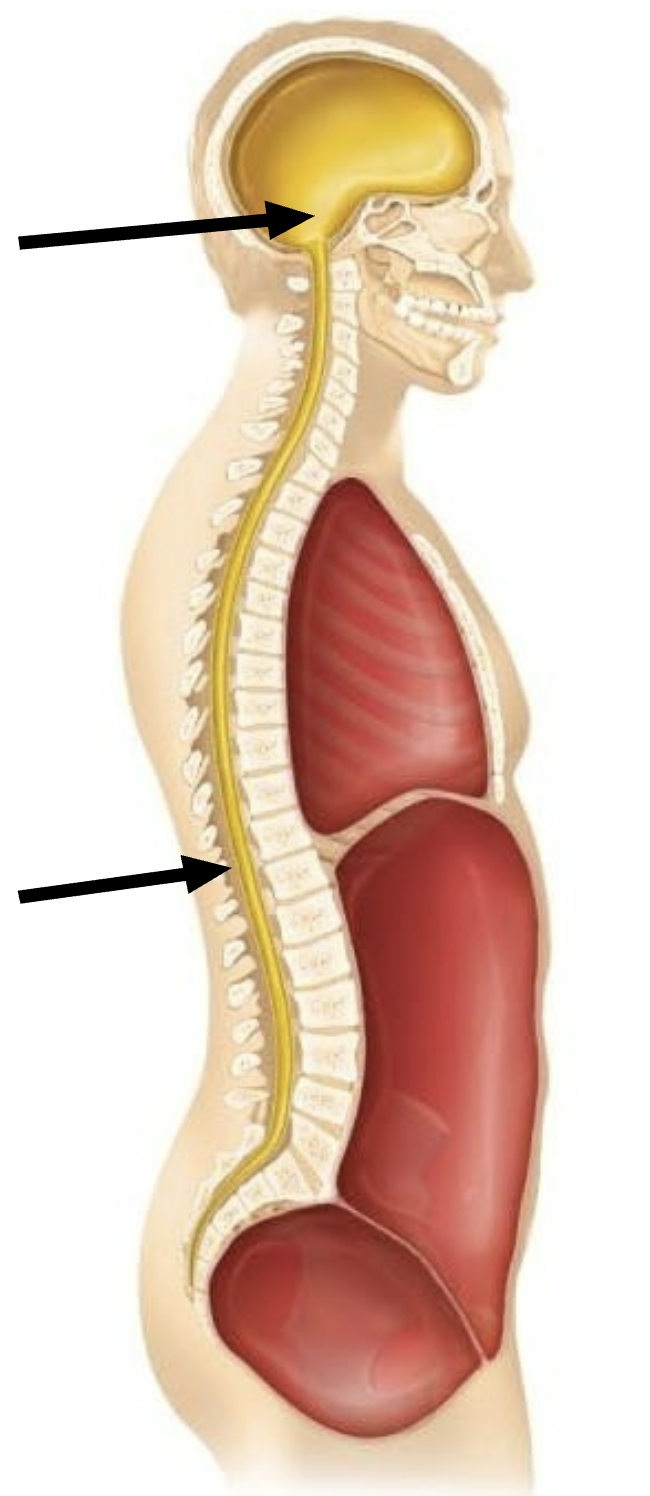 <p>Dorsal Body Cavity (Back)</p>