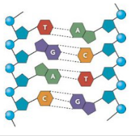 <p><span style="background-color: transparent; font-family: "Times New Roman", serif;">Nucleotides</span></p>