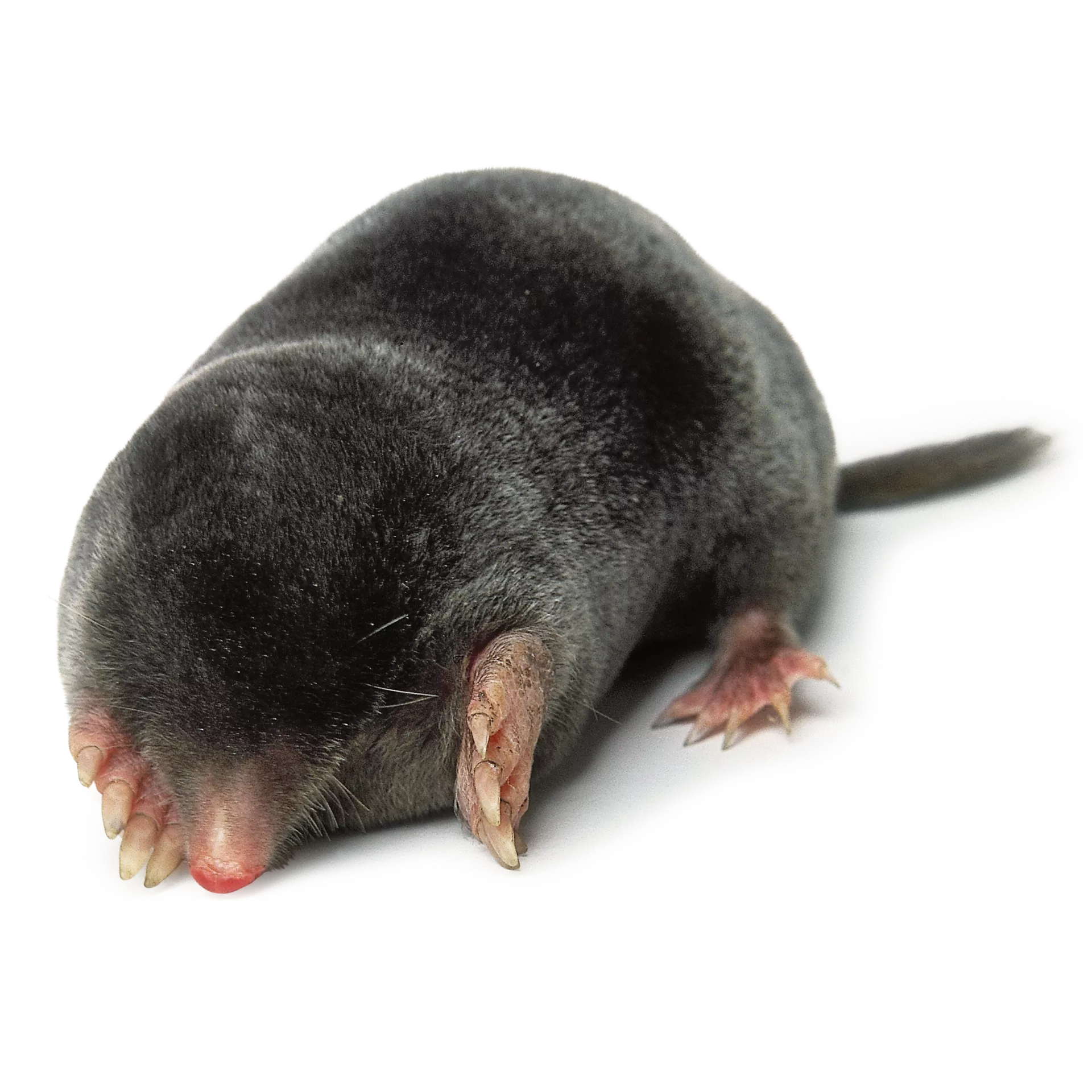 <p><span>Cylindrical body with prominent broad, spade-like forelimbs, pink pointed snout and short tail. Uniformly short velvety black fur. Ears not visible and minute eyes.</span></p>