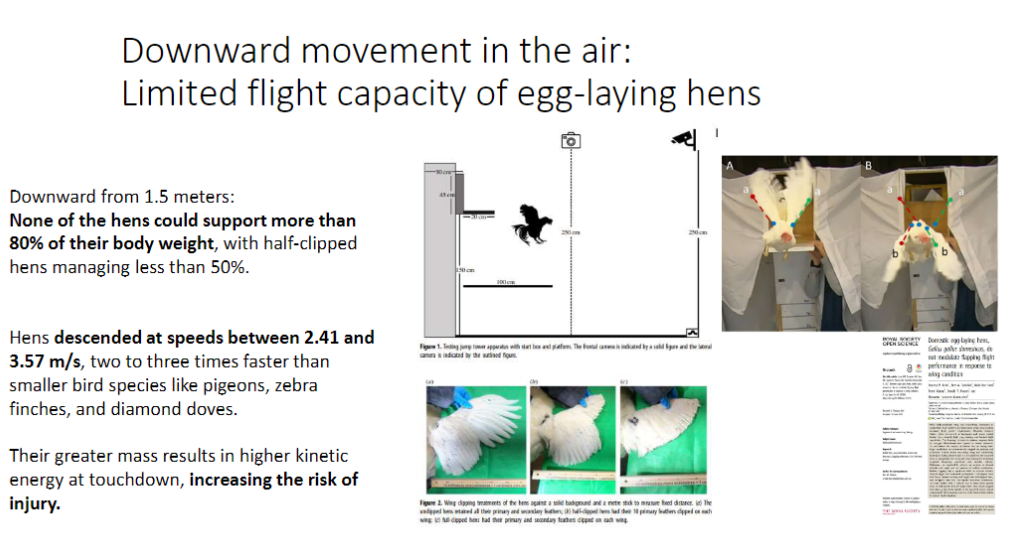 <p><strong>Flight Capacity</strong><br>āEgg-laying hens have <strong>limited flight ability</strong></p><p><strong>From 1.5 meters</strong><br>āNone could support > <strong>80% of body weight</strong><br>ā<strong>Half-clipped hens</strong> managed < <strong>50% body weight</strong></p><p><strong>Descent Speed</strong><br>ā<strong>2.41ā3.57 m/s</strong>, 2ā3Ć faster than <strong>smaller birds</strong> (pigeons, zebra finches, diamond doves)</p><p><strong>Key Point</strong><br>āGreater <strong>mass</strong> ā higher <strong>kinetic energy at landing</strong> ā <strong>increased injury risk</strong></p>