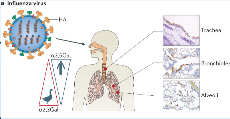 <p>Hemagglutinin protein </p><p>Receptors = integrins</p>