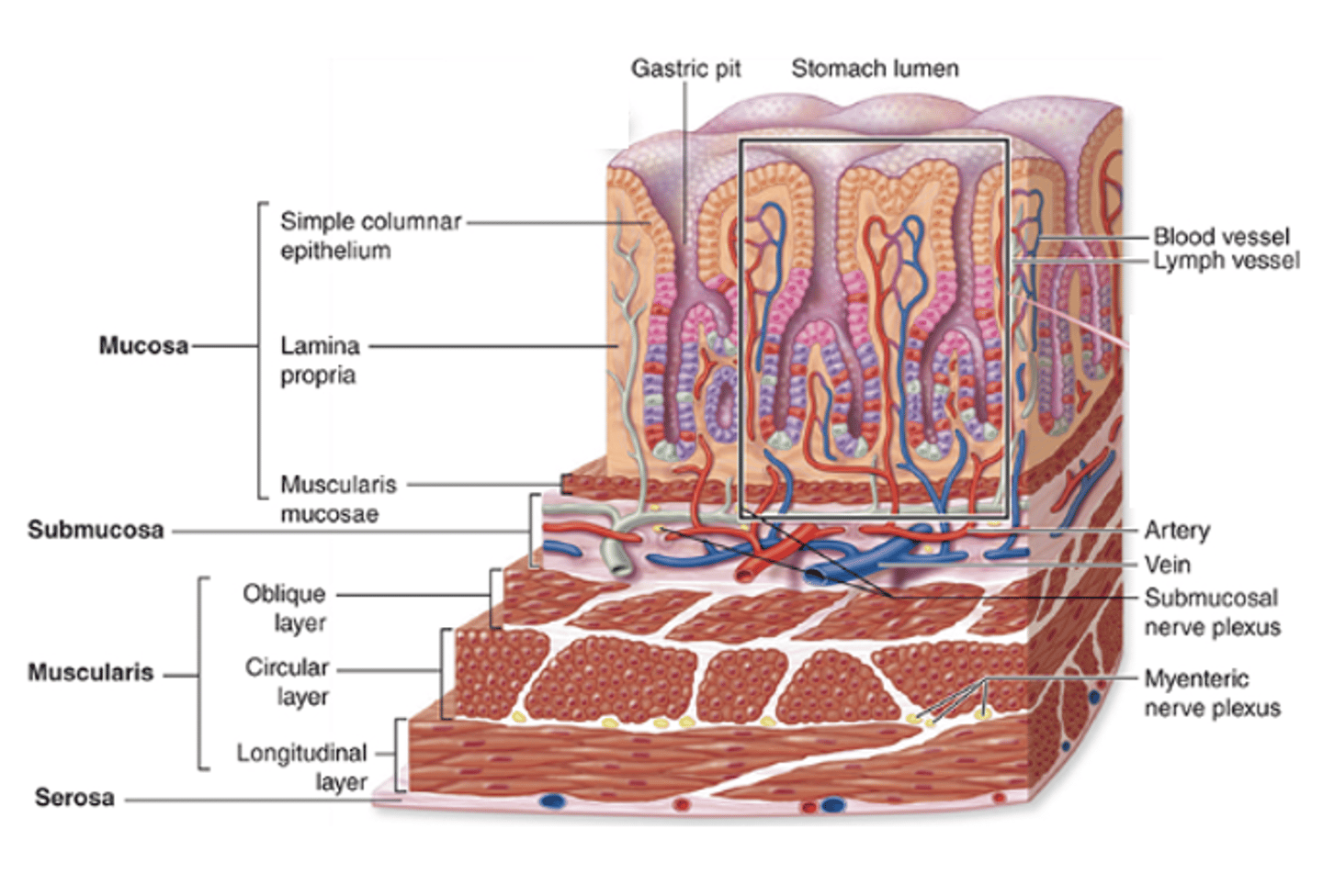 <p>What are the 4 major layers of the gastric wall? </p>