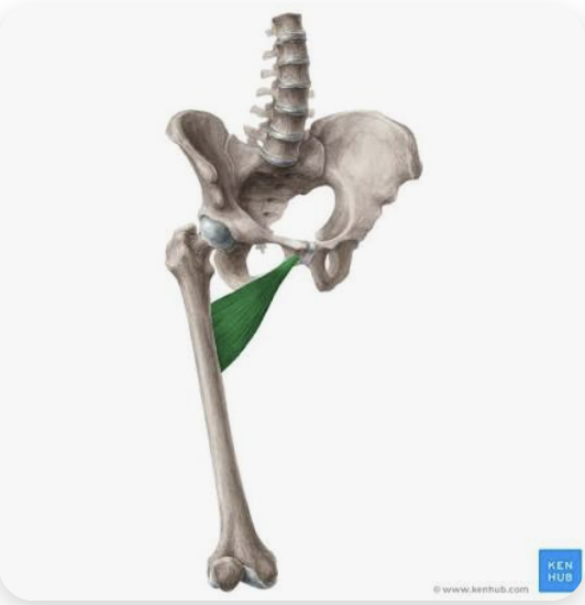 <p>O: Body of the pubic bone; inferior pubic ramus</p><p>I: Linea aspera of the femur</p><p>A: Adduction of the thigh; internal and external rotation of the thigh (depending on position of femur - flexed = internal rotation; extension = external rotation)</p><p>N: Obturator nerve</p>