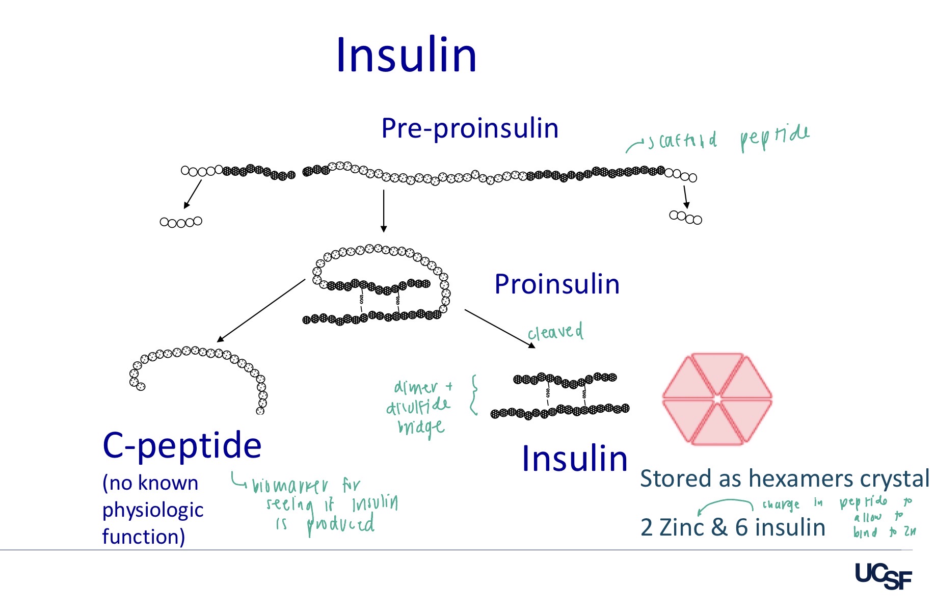 <ul><li><p><span style="background-color: transparent;">Preproinsulin (scaffold peptide) → Proinsulin (A chain, B chain, and C-peptides) is cleaved → Insulin + C-peptide (biomarker of endogenous insulin production)</span></p><ul><li><p><span style="background-color: transparent;">A chain and B chains are held together by disulfides</span></p></li></ul></li><li><p><span style="background-color: transparent;">Insulin is stored as hexamer crystals</span></p><ul><li><p><span style="background-color: transparent;">Composed of 2 zinc and 6 insulin</span></p></li><li><p><span style="background-color: transparent;">This allows β cells to store insulin until a stimulus, primarily increased blood glucose, triggers secretion.</span></p></li></ul></li></ul><p></p>