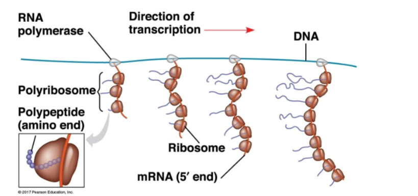 <p><strong>In prokaryotes, transcription and translation can happen at the same time.</strong></p><p>Here’s what is happening:</p><ul><li><p><strong>RNA polymerase</strong> is moving along the DNA and making mRNA.</p></li><li><p>As soon as part of the mRNA comes out, <strong>ribosomes can bind to it immediately</strong>.</p></li><li><p>Those ribosomes start translating the mRNA into protein <strong>before transcription is even finished</strong>.</p></li></ul><p>That is what “coupled” means here.</p><p>The long mRNA has many ribosomes attached to it at once. That group is called a:</p><p><strong>polyribosome / polysome</strong></p><p>So one mRNA can be translated by many ribosomes at the same time, producing many copies of protein quickly.</p><p>The reason prokaryotes can do this is that they <strong>do not have a nucleus</strong>, so there is no nuclear membrane separating DNA transcription from ribosome translation.</p><p>So the main takeaway is:</p><p><strong>Prokaryotes: transcription and translation are coupled</strong></p><ul><li><p>RNA polymerase makes mRNA</p></li><li><p>ribosomes begin translating that mRNA immediately</p></li><li><p>multiple ribosomes can translate the same mRNA at once</p></li></ul><p>This is different from eukaryotes, where transcription happens in the <strong>nucleus</strong> and translation happens in the <strong>cytoplasm</strong>, so the two processes are separated.</p>