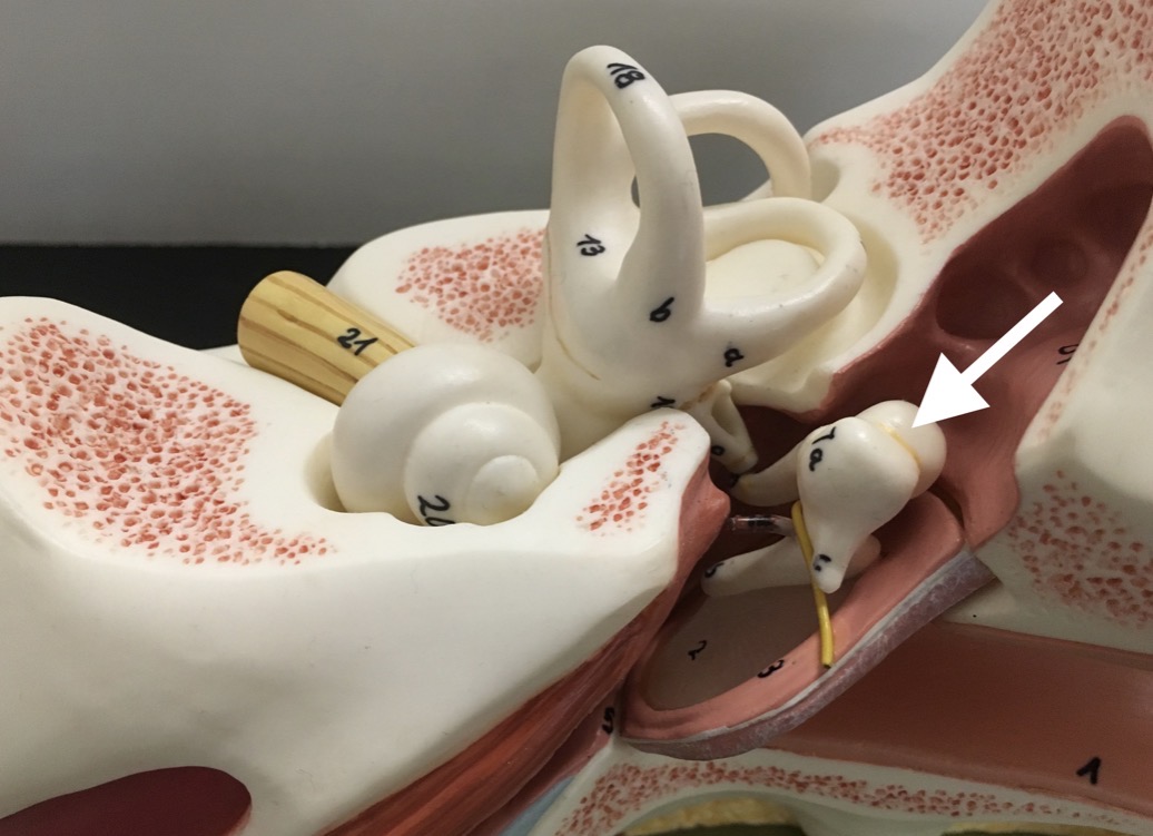 <p><span>name the specific structure at the end of the arrow's point</span></p>