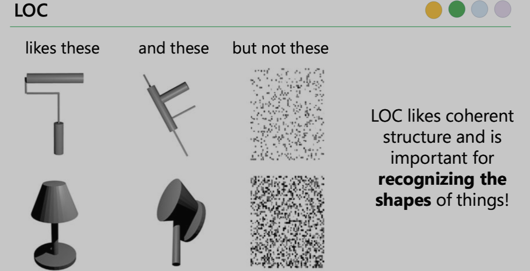 <p>ventral, to inferior part of temporal lobe for object recognition</p><p>Lateral occipital complex (responds mostly to intact and lightly scrambled images that show object ‘parts’</p><p>-when damaged leads to visual agnosia (person can see but cannot visually recognize objects)</p><p>-can recognize object if they bypass their damaged LOC and pick it up</p><p>-disrupted LOC: no issue recognizing faces but struggle to recognize objects</p><p>“What?” for conscious perception and object recognition</p>